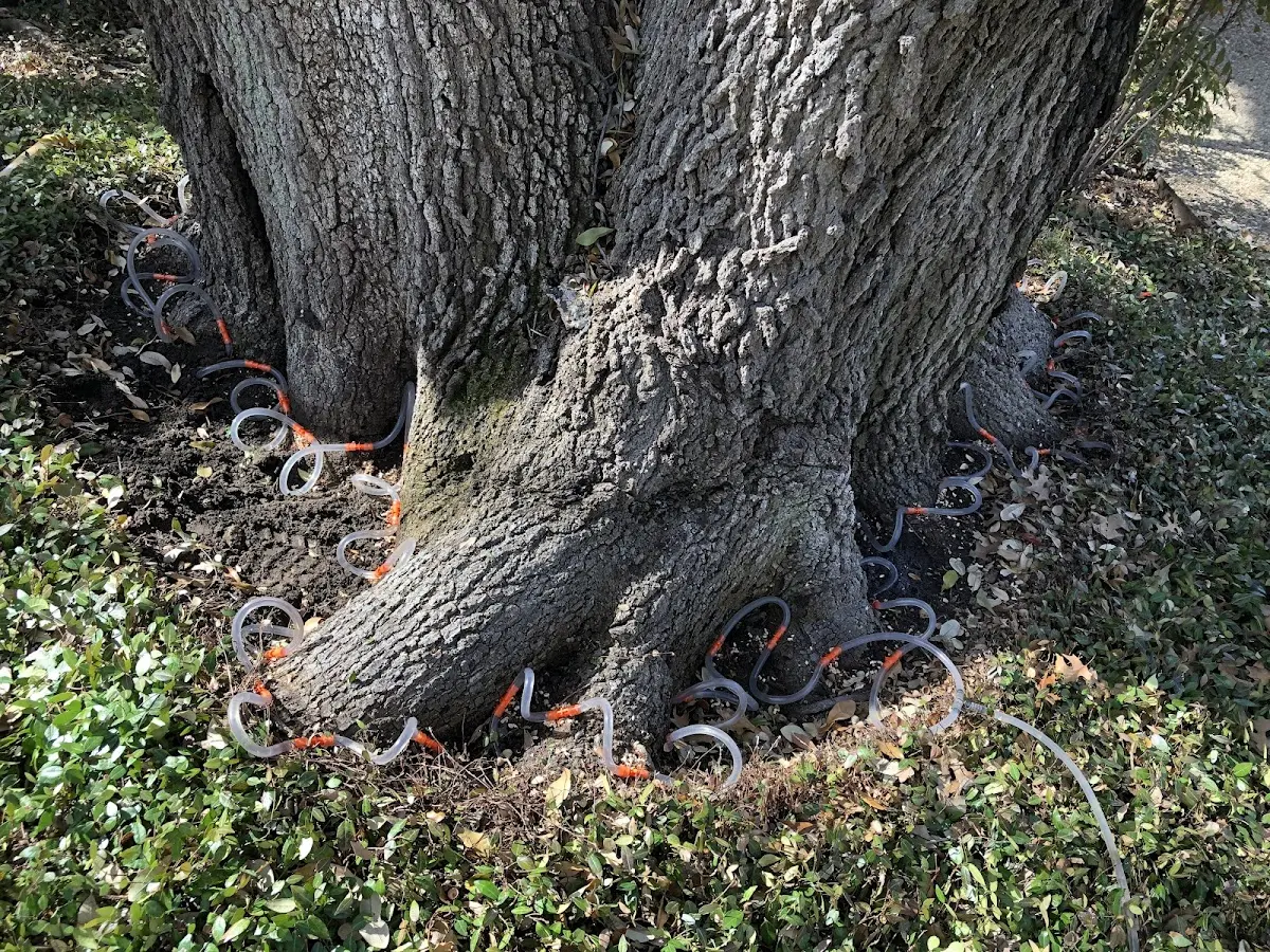 Detailed Tree Cabling and Bracing job site in Newalla