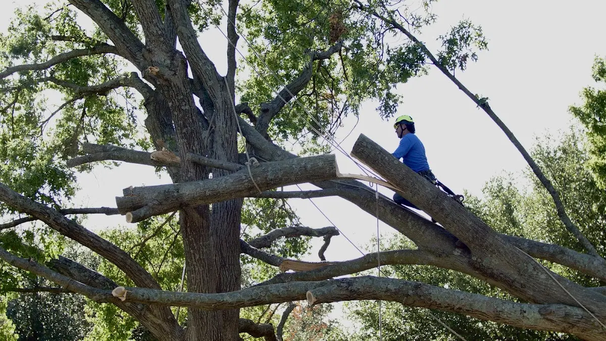Professional Crown Thinning performed by certified arborists in Newalla